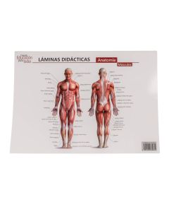 Lámina educativa anatomía músculos 57x42cm