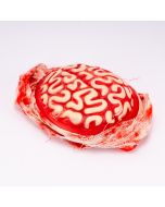 Cerebro plástico zombie con malla 21cm